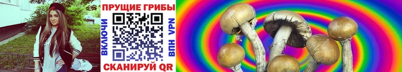 Псилоцибиновые грибы Psilocybine cubensis  hydra tor  Инсар 